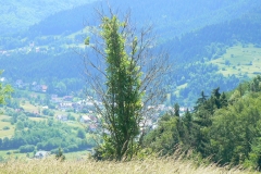 15-017