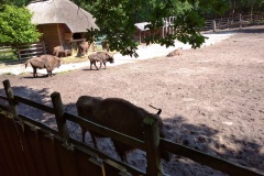 IMG_20220609_105004_1